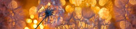 Кухонный фартук Мерцание Одуванчики золотистые 3 серебро в Солнечном - solnechnyj.katalogmebeli.com | фото 1