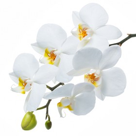 Стол обеденный Танго белый/Орхидея в Солнечном - solnechnyj.katalogmebeli.com | фото 3